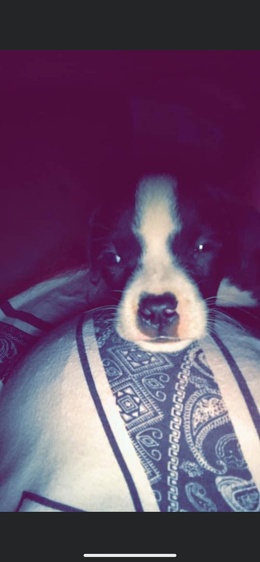 Dixie joined the competition — help win amazing prizes! art, bernese_mountain_dog, canidae, carnivore, cloud, companion_dog, dog, dog_breed, fur, non_sporting_group, paw, puppy, puppy_love, snout, sporting_group, tints_and_shades, toy_dog, whiskers, working_animal, working_dog