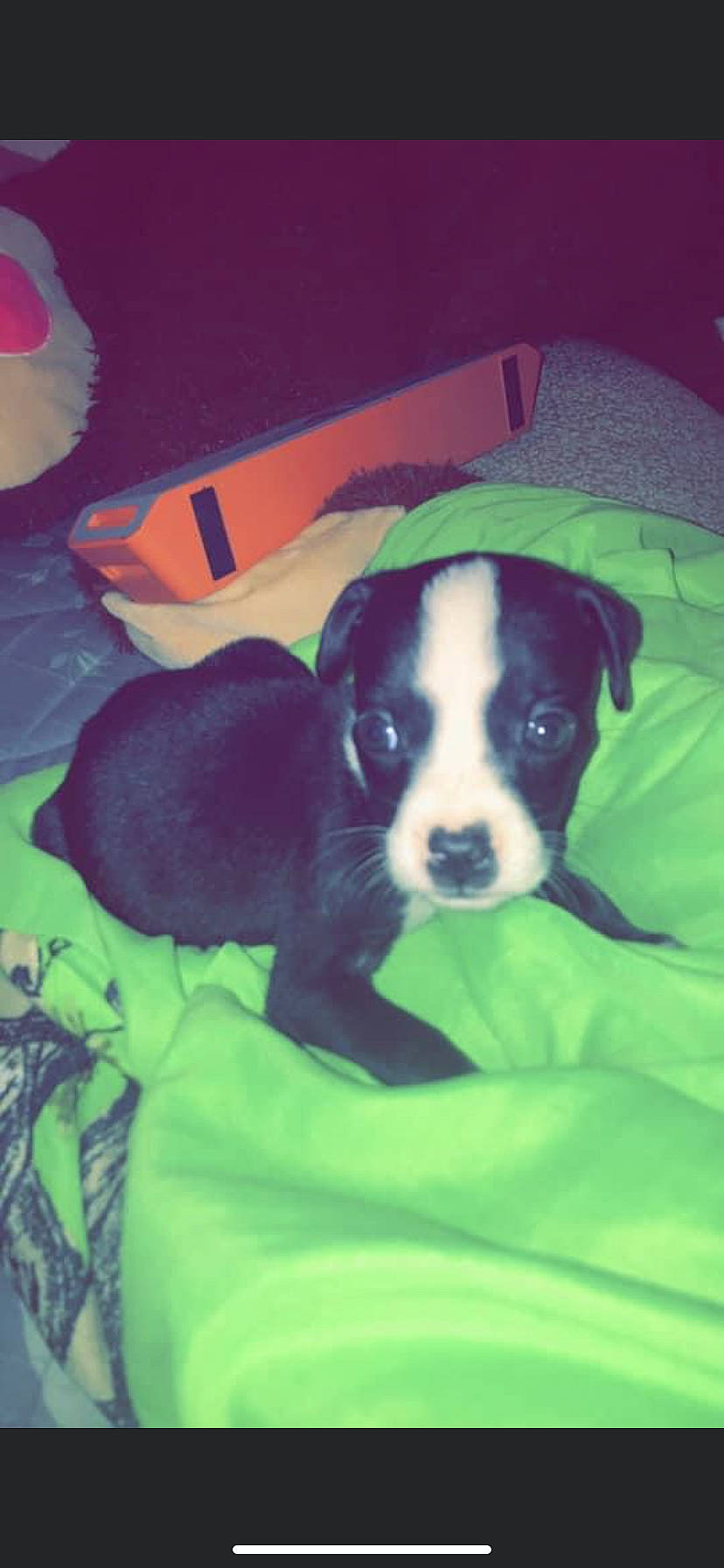 Dixie joined the competition — help win amazing prizes! carnivore, cloud, comfort, companion_dog, dog, dog_bed, dog_breed, fur, grass, mammal, nap, puppy_love, small_terrier, square, terrestrial_animal, tints_and_shades, toy_dog, vertebrate, working_animal, working_dog