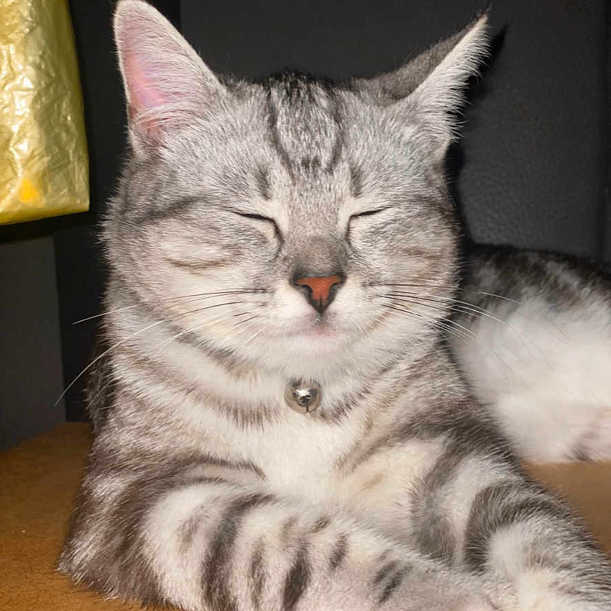 Miso participe au concours pour gagner de l'argent avec cette photo : abyssinian, angora, animal, cat, chair, egyptiancat, face, furniture, head, indoors, kitten, lamp, lighting, manx, person, pet, photography, portrait, siamese, sleeping