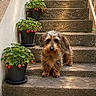 dog, small_dog, shaggy_fur, stairs, stone_stairs, potted_plants, strawberry_plants, strawberries, green_leaves, flower_pots, garden, outdoor, sunlight, shadows, nature, pet, animal, curious, walking, steps