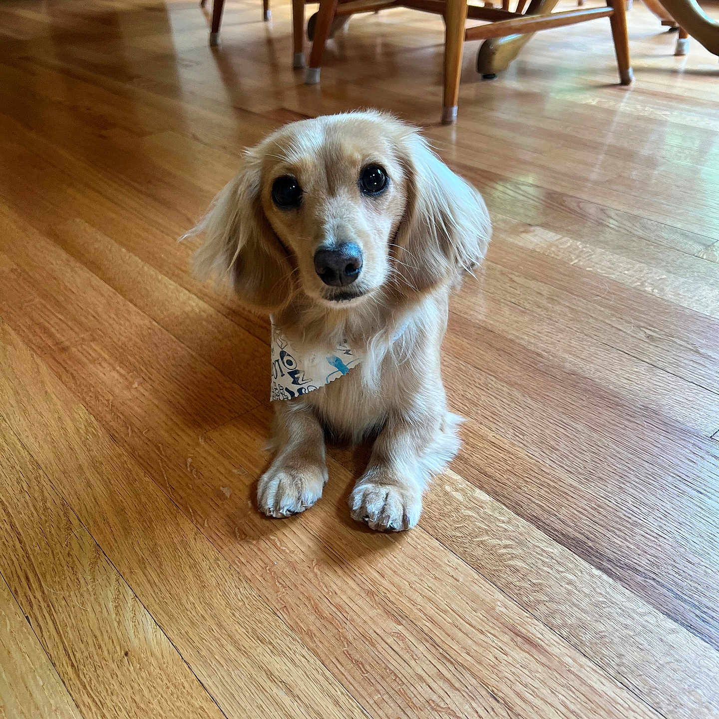 Archie joined the competition — help win amazing prizes! animal, canine, chair, cockerspaniel, diningtable, dog, furniture, goldenretriever, hardwood, hound, indoors, interiordesign, papillon, pet, plywood, puppy, stainedwood, table, whitedog, wood