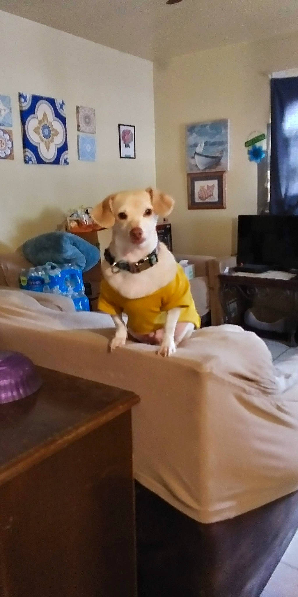 Baylee is registered to the contest to win money with this photo: carnivore, chair, comfort, companion_dog, couch, dog, dog_breed, dog_supply, fawn, flooring, linens, pet_supply, picture_frame, stuffed_toy, table, tail, teddy_bear, television, toy, working_animal