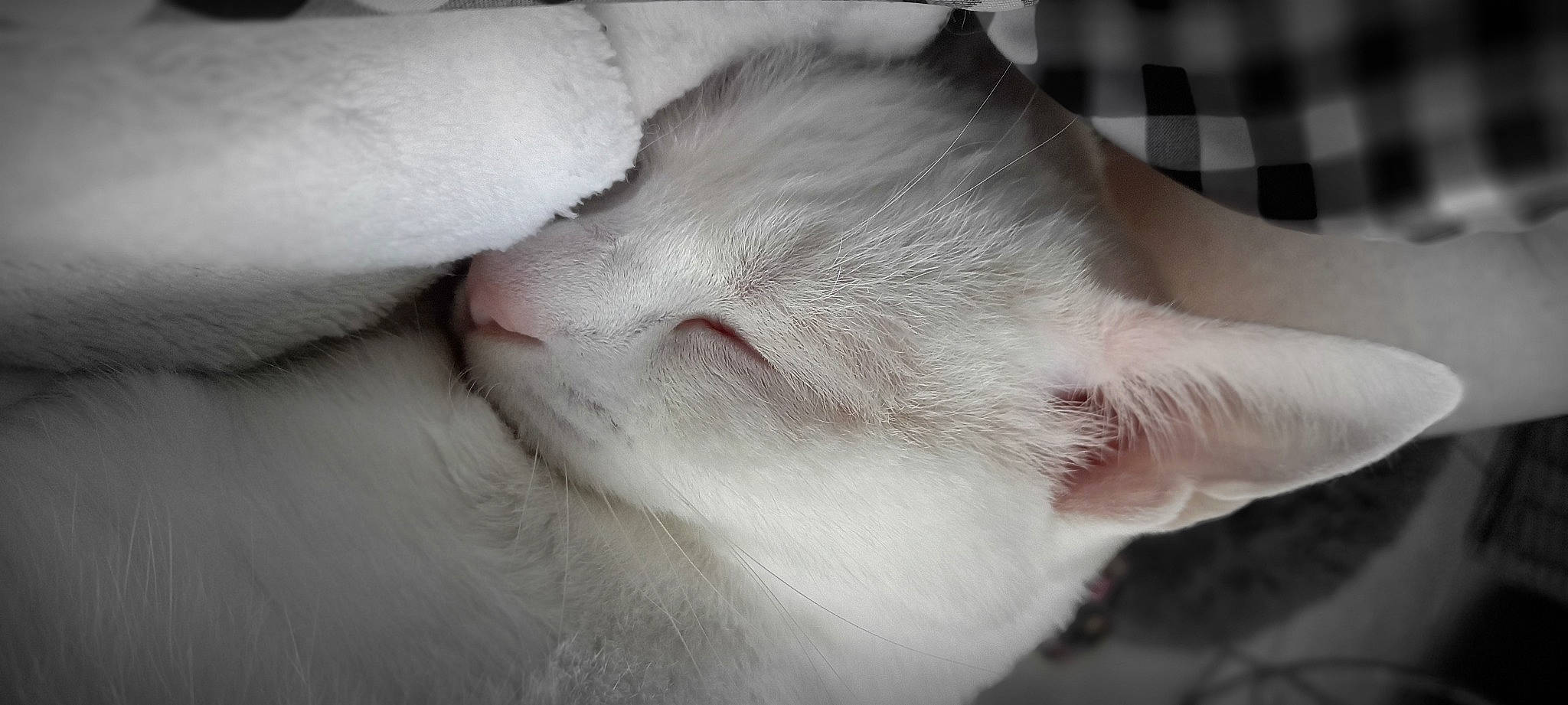 Iam participe au concours pour gagner de l'argent avec cette photo : carnivore, cat, claw, close_up, comfort, domestic_short_haired_cat, ear, eye, eyelash, fawn, felidae, fur, gesture, human_body, nose, paw, small_to_medium_sized_cats, snout, tail, whiskers