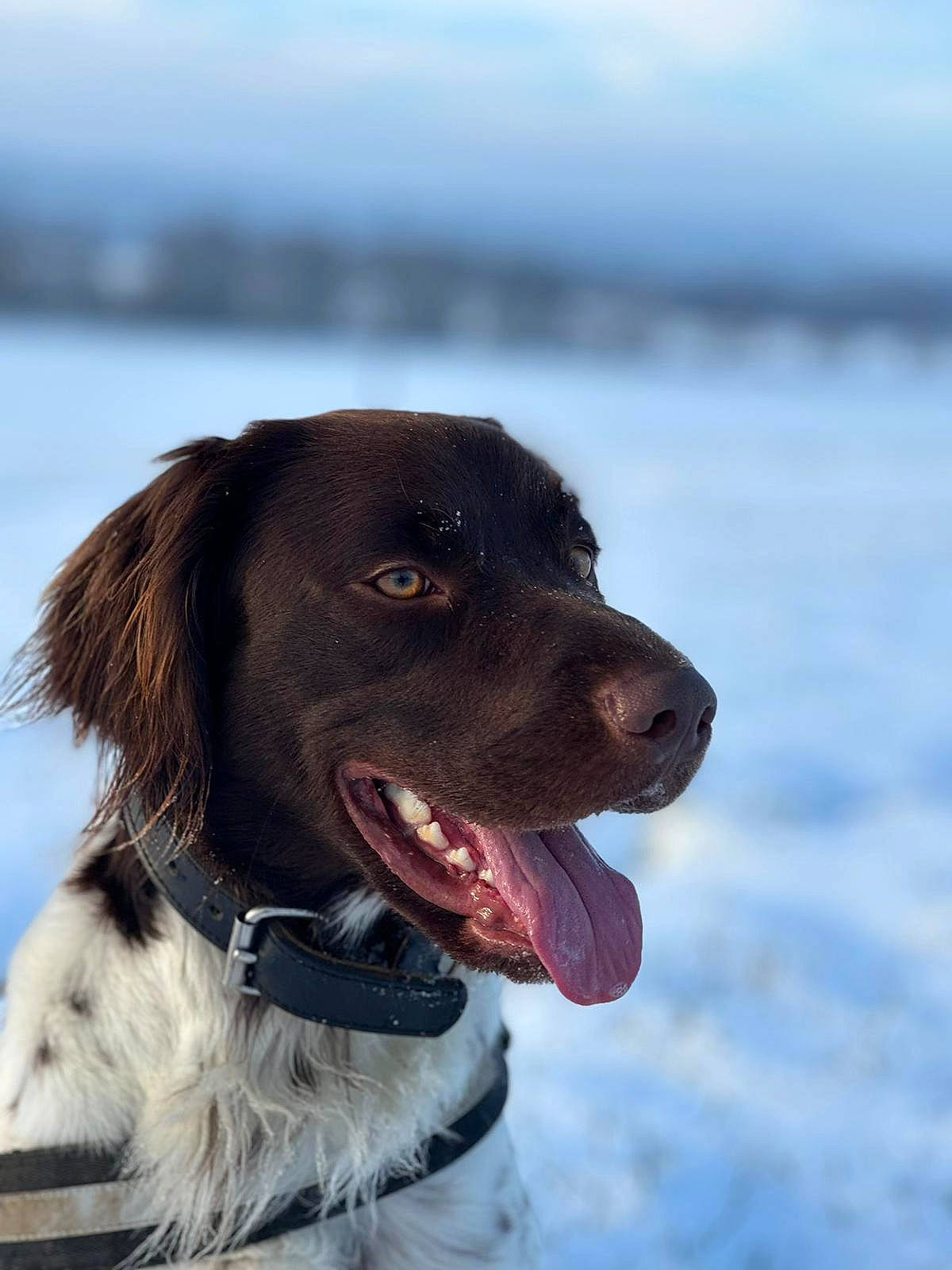 Thor a rejoint le concours — aidez-le/la à gagner de superbes lots ! canidae, carnivore, collar, companion_dog, dog, dog_breed, dog_collar, freezing, fur, gun_dog, lake, landseer, pointing_breed, retriever, sky, snout, snow, sporting_group, water, winter