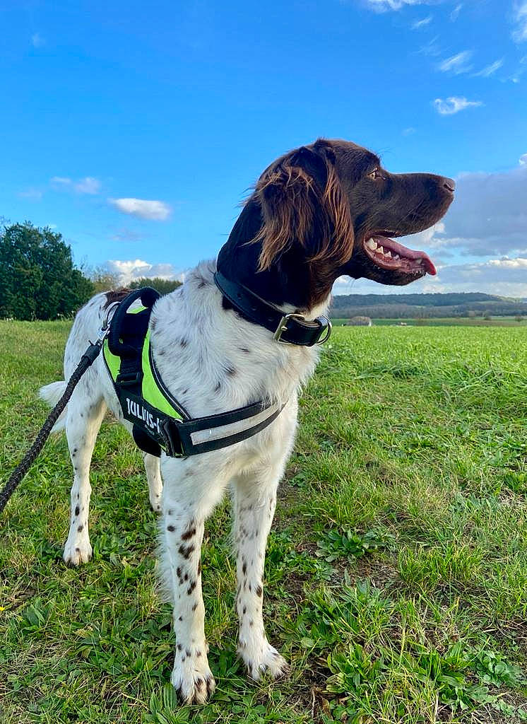 Thor a rejoint le concours — aidez-le/la à gagner de superbes lots ! canidae, carnivore, cloud, collar, companion_dog, dog, dog_breed, dog_collar, grass, grassland, gun_dog, leash, liver, plant, sky, snout, spaniel, sporting_group, tail, working_animal