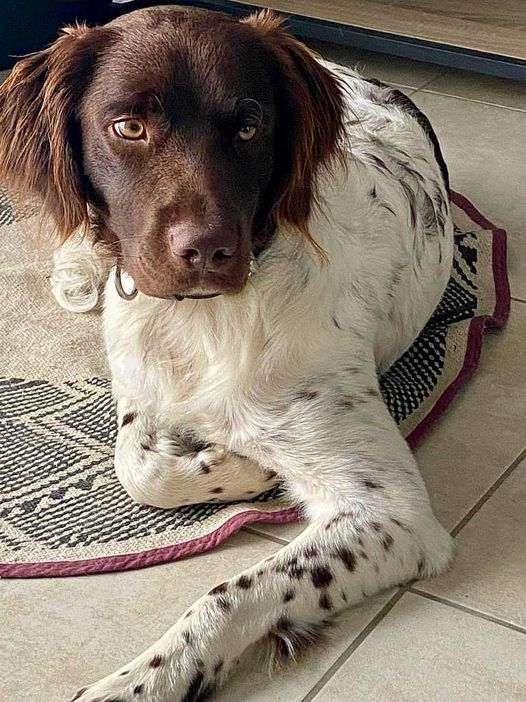 Thor a rejoint le concours — aidez-le/la à gagner de superbes lots ! canidae, carnivore, collar, companion_dog, dog, dog_breed, dog_collar, fur, gun_dog, hunting_dog, liver, pointing_breed, snout, spaniel, sporting_group, toy, whiskers, working_animal, working_dog