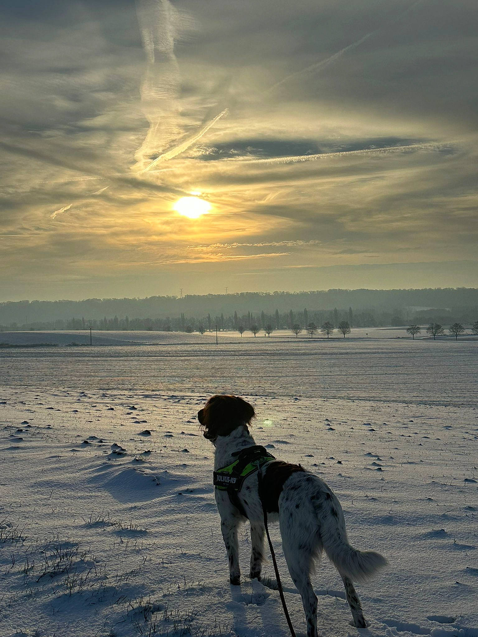 Thor participe au concours pour gagner de l'argent avec cette photo : atmosphere, body_of_water, calm, carnivore, cloud, dog, dog_breed, evening, fawn, freezing, horizon, landscape, morning, sky, snow, sunlight, sunrise, tree, water, winter