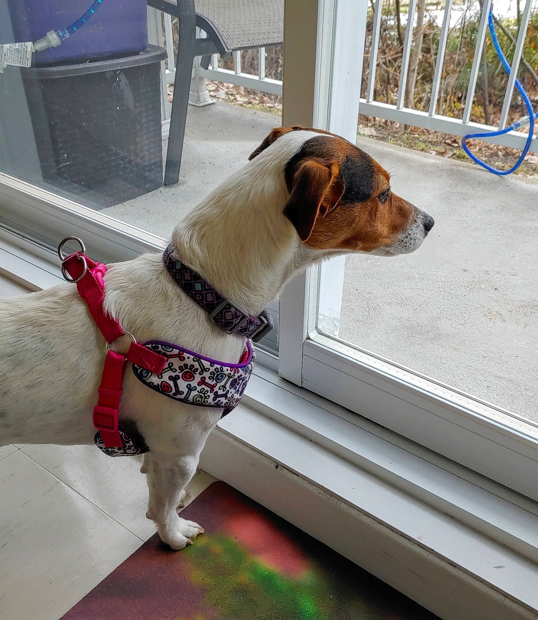 Easy participe au concours pour gagner de l'argent avec cette photo : canidae, carnivore, collar, companion_dog, dog, dog_breed, dog_collar, dog_supply, fashion_accessory, fawn, fence, flowerpot, leash, pattern, pet_supply, snout, sporting_group, tail, window, working_animal