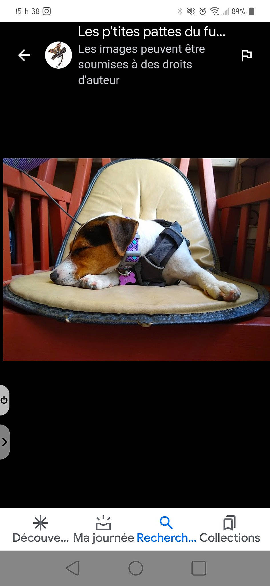 Easy participe au concours pour gagner de l'argent avec cette photo : canidae, carmine, carnivore, cat_supply, chair, comfort, companion_dog, dog, dog_bed, dog_breed, dog_supply, fawn, knee, kneeling, linens, magenta, pet_supply, rectangle, room, sporting_group