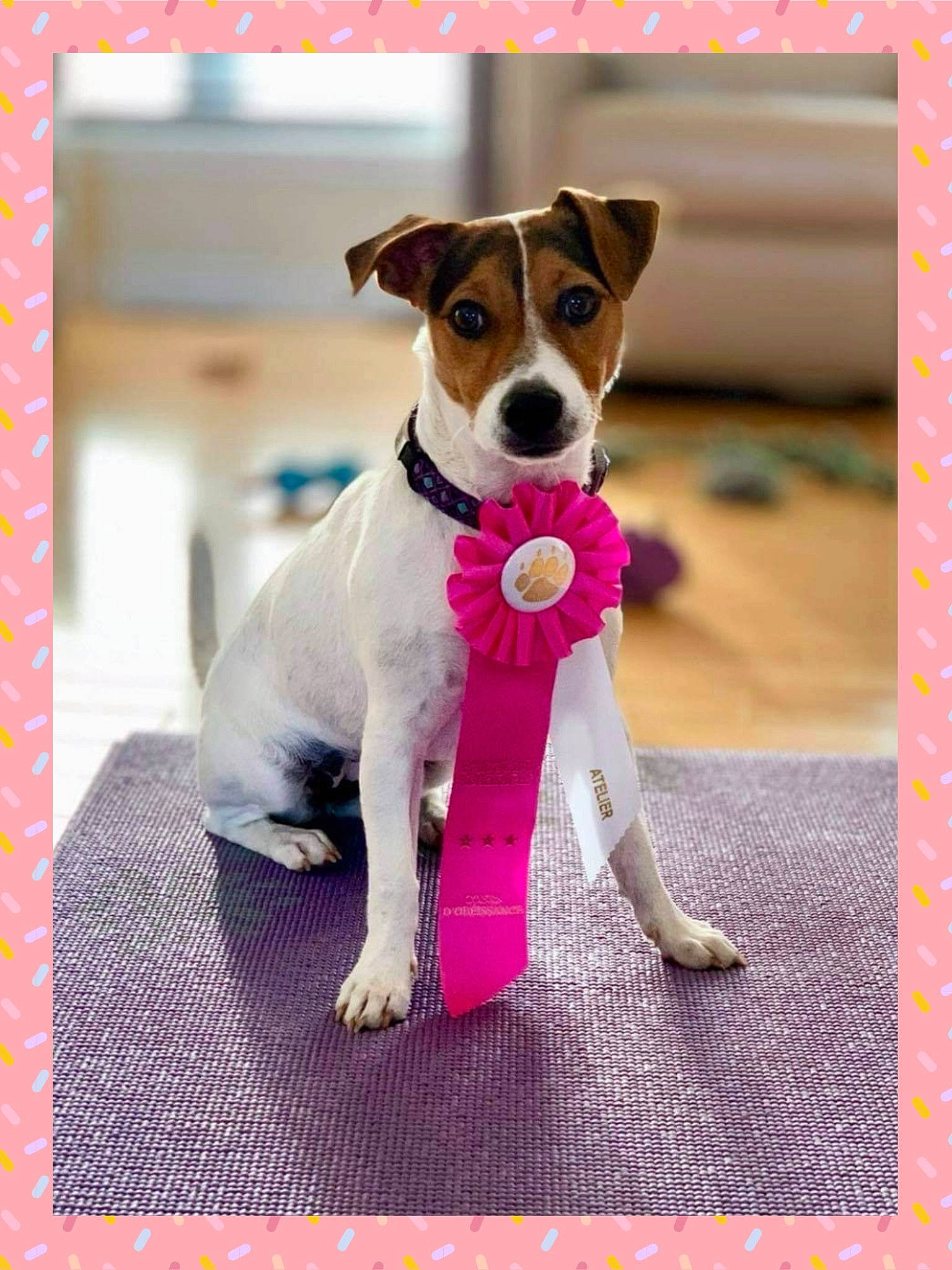 Easy a rejoint le concours — aidez-le/la à gagner de superbes lots ! canidae, carnivore, collar, companion_dog, dog, dog_breed, dog_collar, dog_supply, fawn, magenta, paw, pet_supply, pink, rectangle, snout, sporting_group, stuffed_toy, tail, toy, working_animal