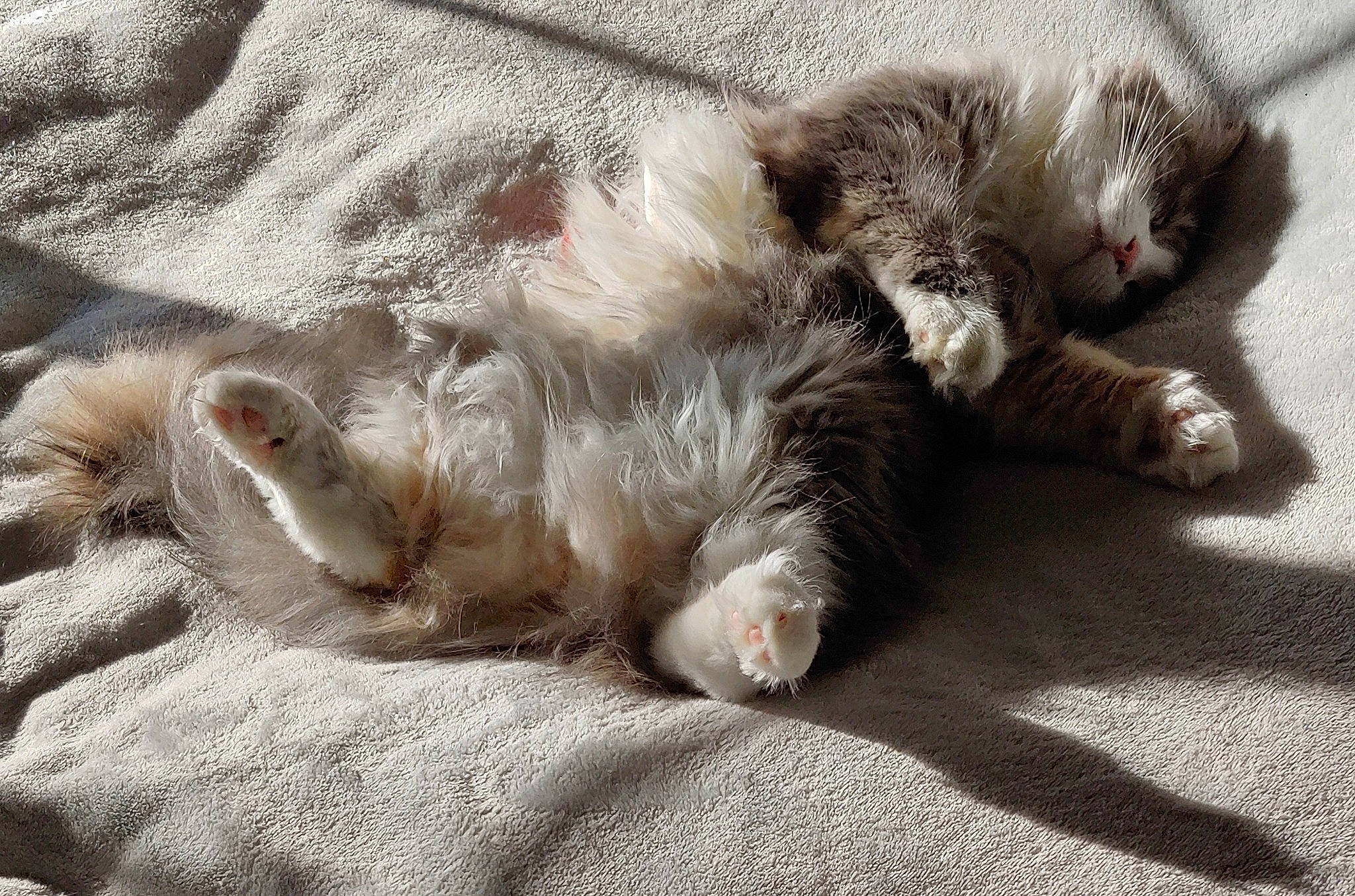 Shakira participe au concours pour gagner de l'argent avec cette photo : carnivore, cat, claw, comfort, domestic_short_haired_cat, fawn, felidae, foot, fur, grey, nap, paw, sleep, small_to_medium_sized_cats, snout, tail, terrestrial_animal, vertebrate, whiskers