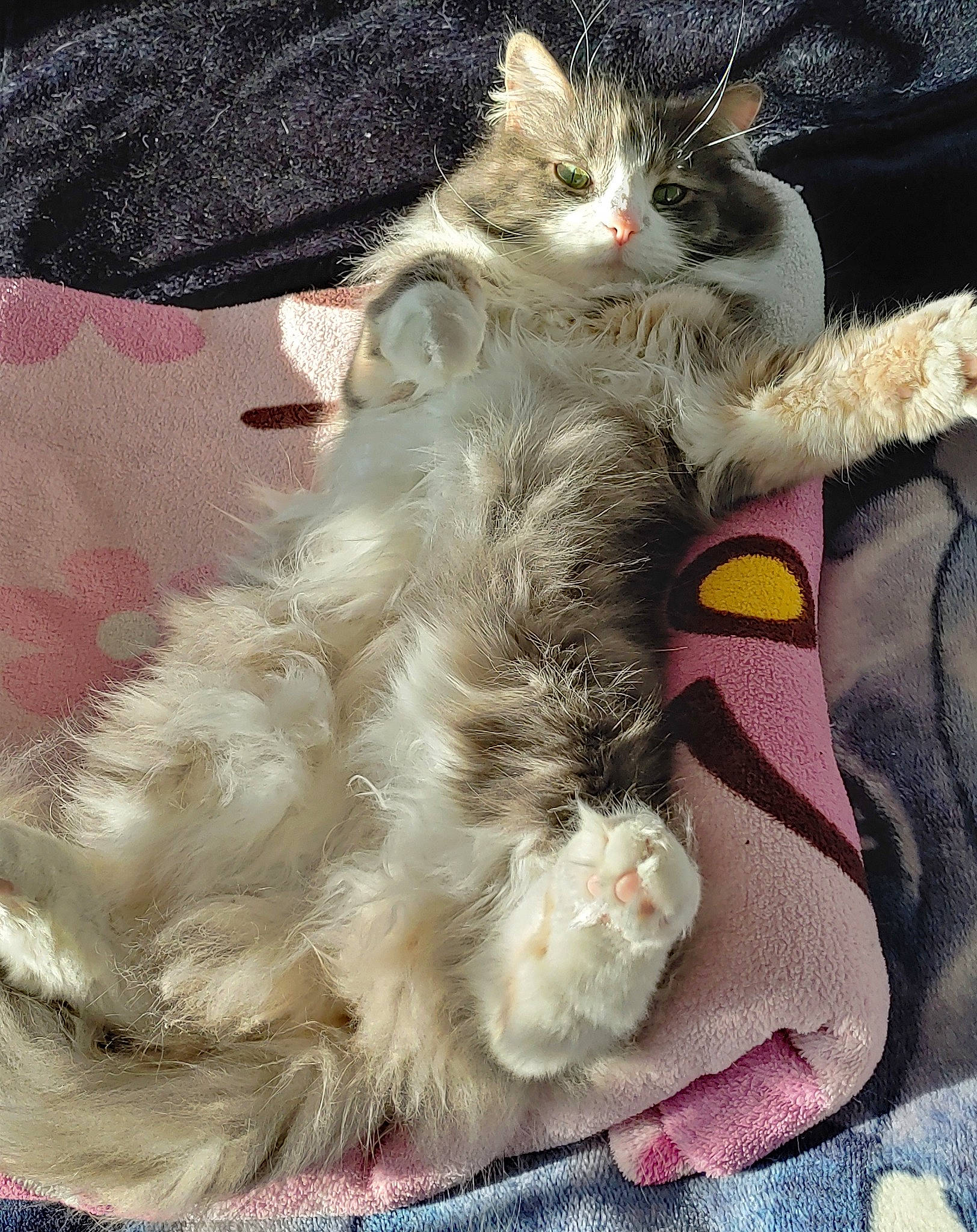 Shakira a rejoint le concours — aidez-le/la à gagner de superbes lots ! basket, carnivore, cat, cat_bed, claw, comfort, domestic_short_haired_cat, fawn, felidae, fur, hat, lap, pattern, paw, small_to_medium_sized_cats, tail, textile, whiskers