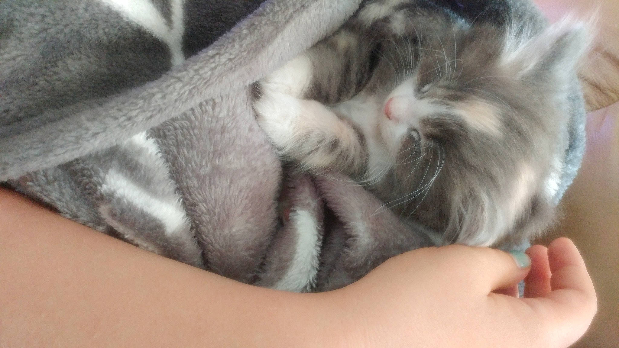 Shakira a rejoint le concours — aidez-le/la à gagner de superbes lots ! carnivore, cat, claw, close_up, comfort, companion_dog, dog_breed, domestic_short_haired_cat, fawn, felidae, fur, grey, human_leg, nail, nap, paw, small_to_medium_sized_cats, snout, tail, whiskers