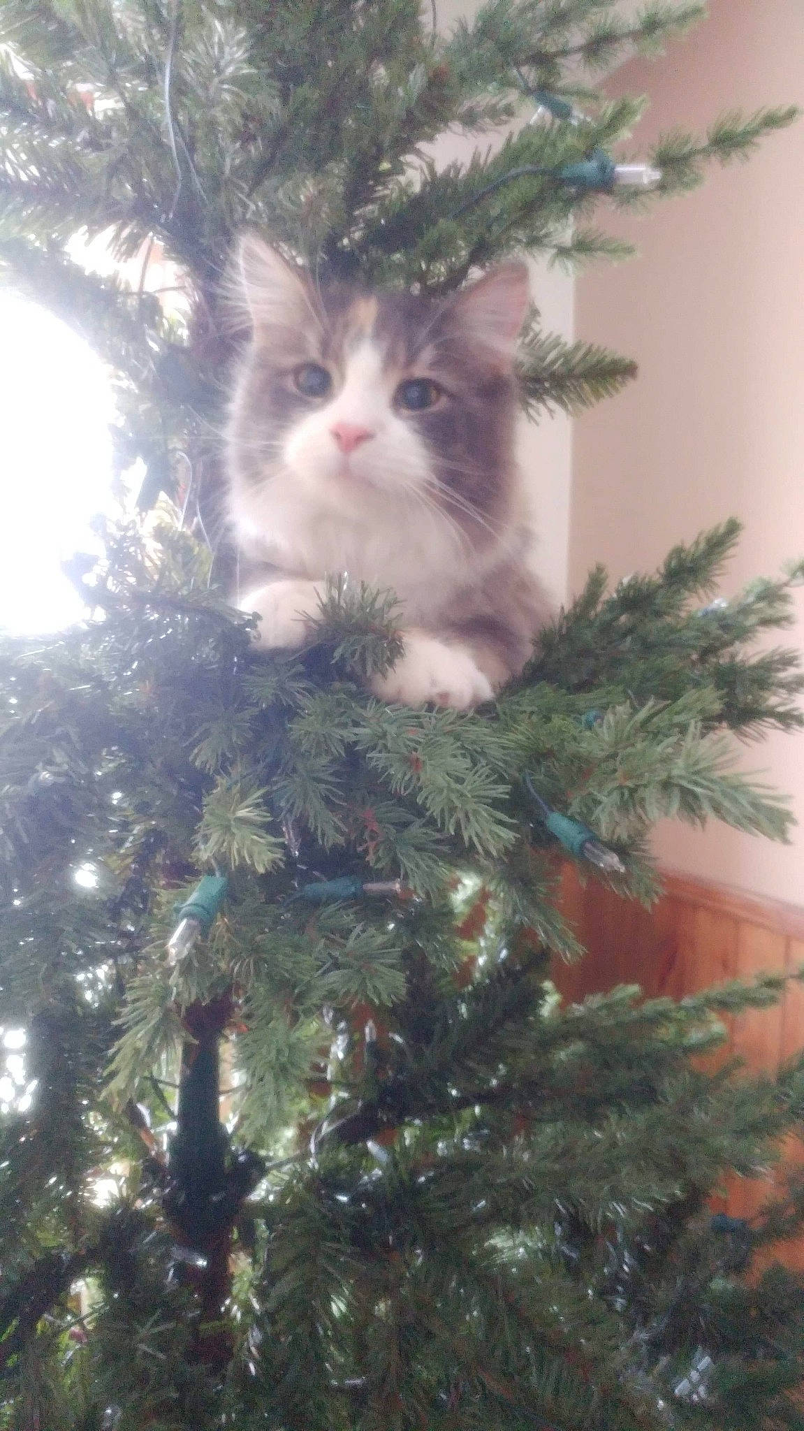 Shakira participe au concours pour gagner de l'argent avec cette photo : branch, carnivore, cat, christmas_decoration, christmas_ornament, christmas_tree, event, evergreen, felidae, grass, holiday_ornament, larch, light, ornament, plant, small_to_medium_sized_cats, tree, twig, whiskers, wood