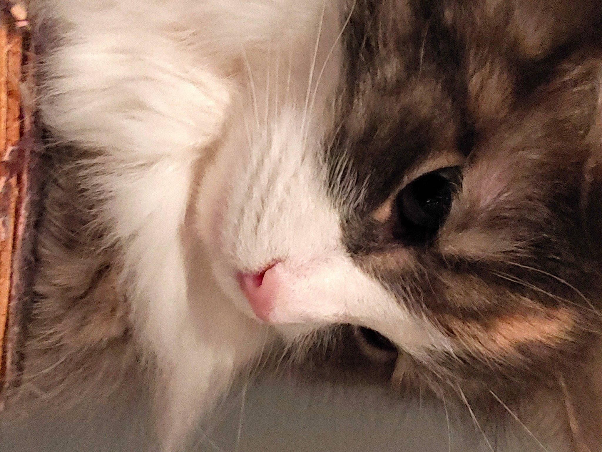 Shakira participe au concours pour gagner de l'argent avec cette photo : carnivore, cat, domestic_short_haired_cat, felidae, fur, macro_photography, paw, small_to_medium_sized_cats, snout, terrestrial_animal, whiskers, wildlife