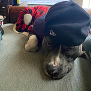 Smokey The Bandit is registered to the contest to win money with this photo: dog, pet, canine, lying_down, cap, clothing, indoor, couch, furniture, resting, animal, black_cap, red_clothing, face, nose, ears, paw, window, light, relaxed