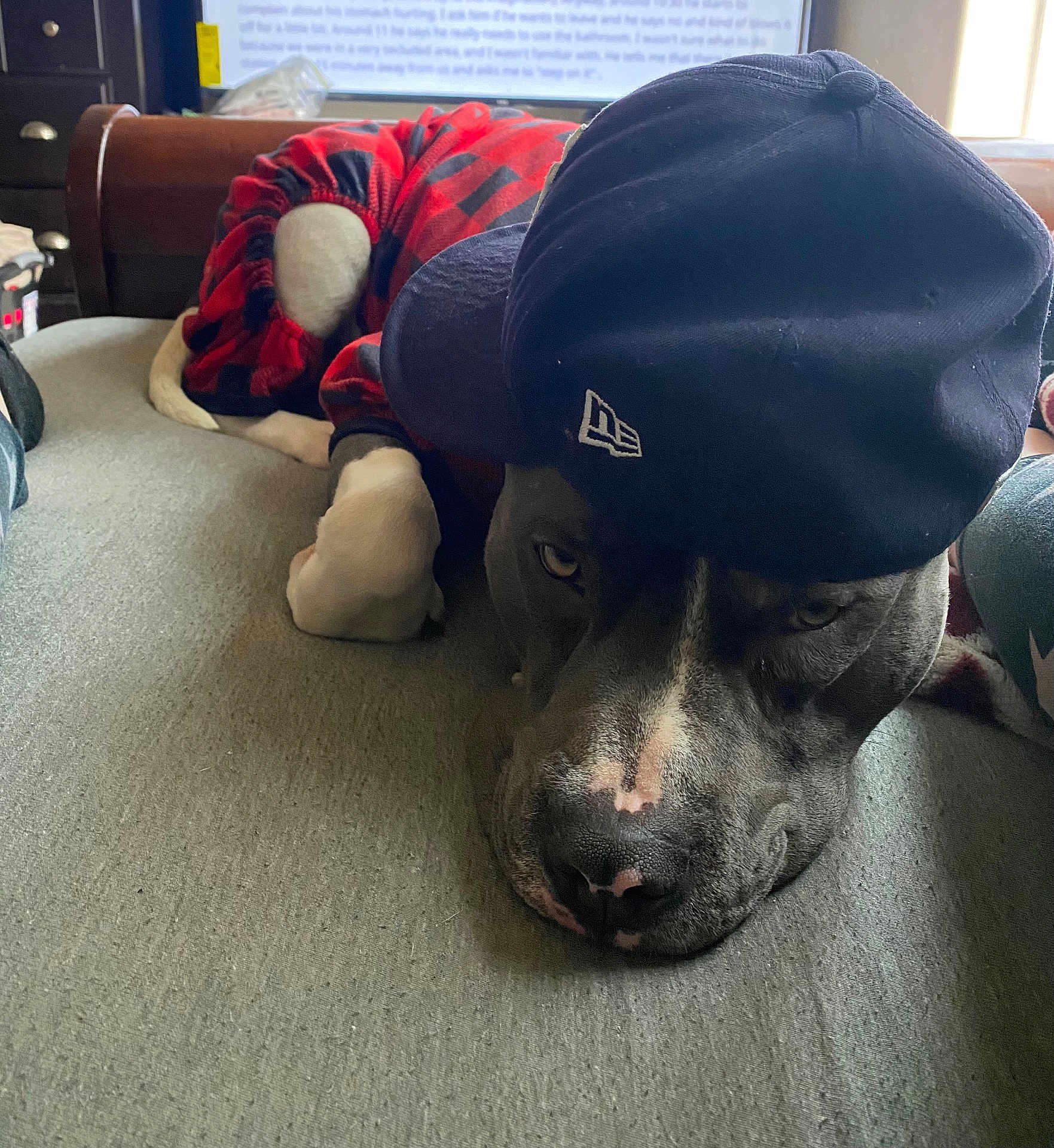 Smokey The Bandit is registered to the contest to win money with this photo: dog, pet, canine, lying_down, cap, clothing, indoor, couch, furniture, resting, animal, black_cap, red_clothing, face, nose, ears, paw, window, light, relaxed
