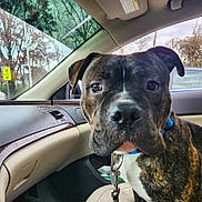 Bear joined the competition — help win amazing prizes! dog, brindle, pet, animal, car_interior, blue_collar, dashboard, window, trees, sign, seat, leash, curious, close_up, daylight, transportation, companion, mammal, domestic_animal, canine