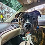 animal, blue_collar, brindle, canine, car_interior, close_up, companion, curious, dashboard, daylight, dog, domestic_animal, leash, mammal, pet, seat, sign, transportation, trees, window