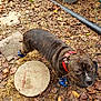 Bear joined the competition — help win amazing prizes! dog, brindle, boots, red_collar, leaves, dirt, outdoor, garden, concrete_slab, hose, footwear, pet, animal, looking_up, brown, black, ear, tail, snout, expressive_face