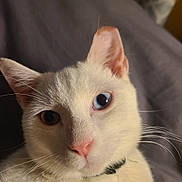 Dolph is registered to the contest to win money with this photo: cat, white_cat, close_up, heterochromia, blue_eye, dark_eye, whiskers, pink_nose, pet, animal, fur, face, ears, collar, indoor, curious, cute, portrait, feline, soft_light