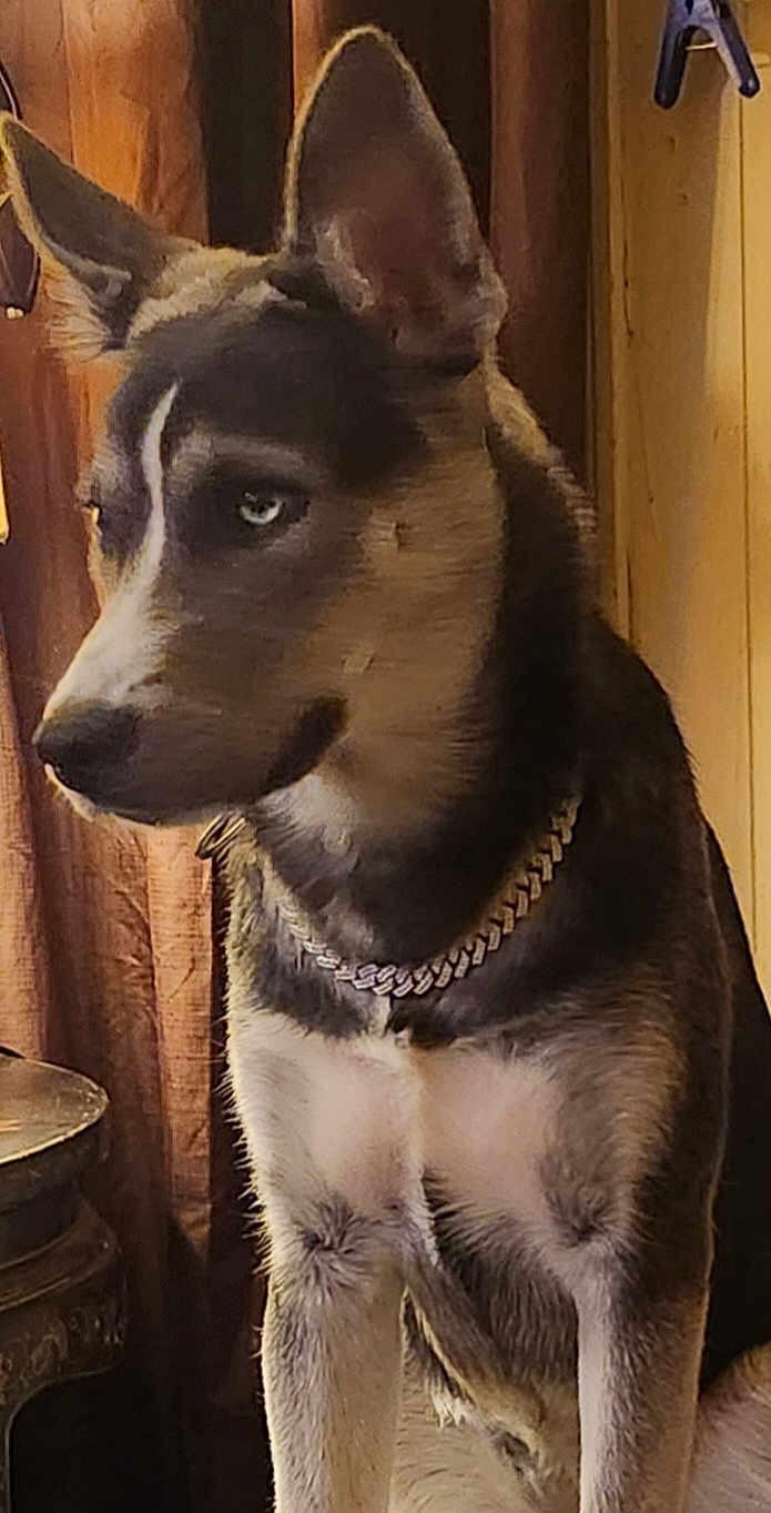 Katana joined the competition — help win amazing prizes! dog, indoor, curtains, wooden_wall, chain_collar, blue_eyes, sitting, pet, canine, fur, ears, portrait, animal, companion, looking_away, furniture, table, brown, black, white