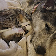 Katana joined the competition — help win amazing prizes! animal, blanket, canine, cat, closeup, companion, cozy, cute, dog, domestic_animal, friendship, fur, indoor, pet, relaxed, resting, sleeping, snuggling, soft, tabby_cat