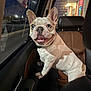 Dolly Marie is registered to the contest to win money with this photo: animal, car, companion, cute, dog, domestic_animal, ears, face, french_bulldog, happy, inside, leather_seat, looking_out, mammal, night, pet, seat, smiling, tongue, window