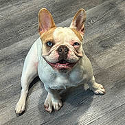 Dolly Marie is registered to the contest to win money with this photo: french_bulldog, dog, pet, indoor, floor, wooden_floor, heterochromia, blue_eye, brown_eye, sitting, cute, smiling, happy, animal, canine, ears_up, paw, portrait, companion, domestic