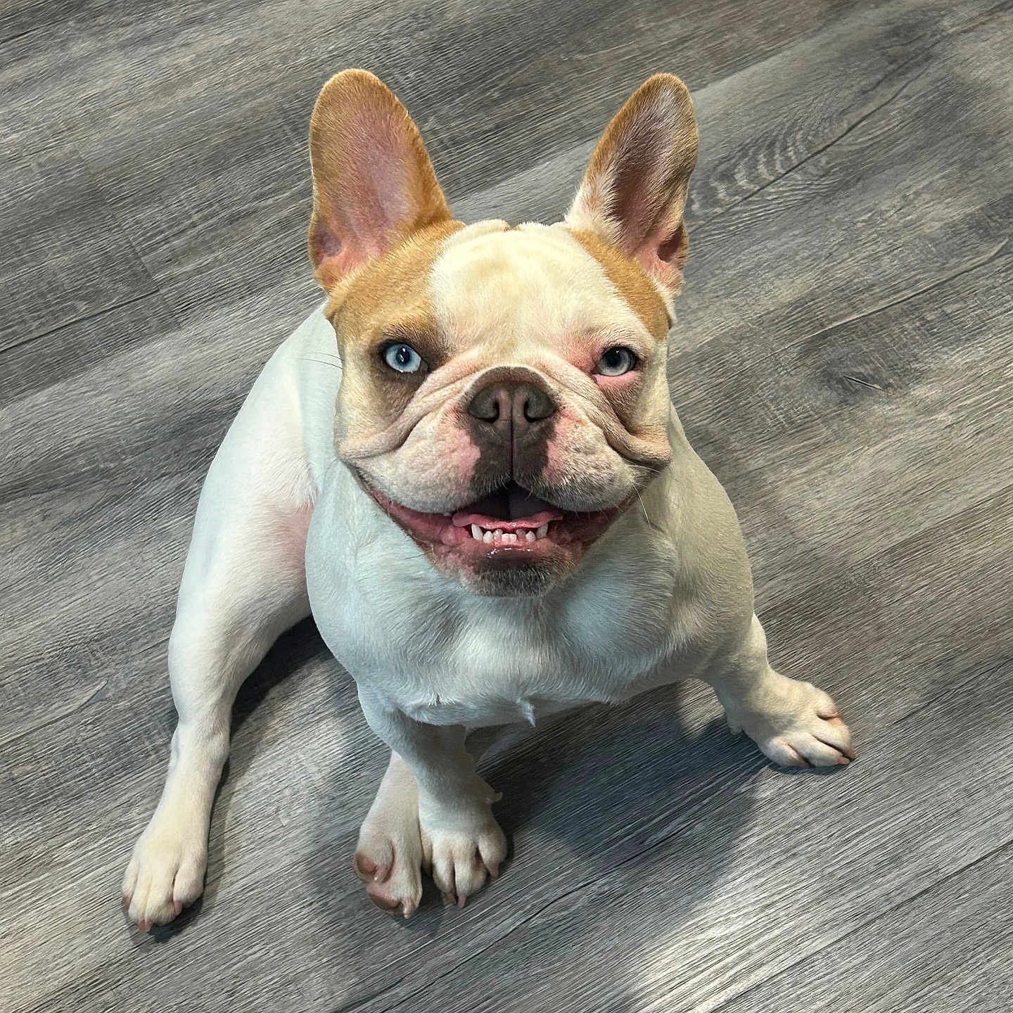Dolly Marie is registered to the contest to win money with this photo: animal, blue_eye, brown_eye, canine, companion, cute, dog, domestic, ears_up, floor, french_bulldog, happy, heterochromia, indoor, paw, pet, portrait, sitting, smiling, wooden_floor