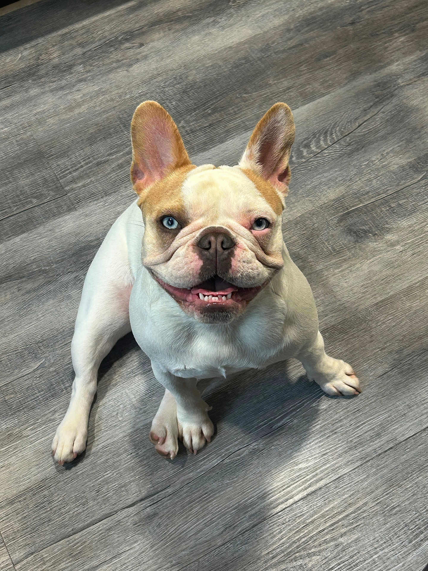 Dolly Marie is registered to the contest to win money with this photo: french_bulldog, dog, pet, indoor, floor, wooden_floor, heterochromia, blue_eye, brown_eye, sitting, cute, smiling, happy, animal, canine, ears_up, paw, portrait, companion, domestic