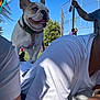 blue_eye, casual, collar, dog, fence, french_bulldog, gathering, grass, happy, leash, outdoor, person, pet, playful, sky, sports_field, sunny, tattoo, tree, white_shirt