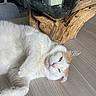 Rio a rejoint le concours — aidez-le/la à gagner de superbes lots ! cat, white_cat, orange_patches, furry, pet, animal, lying_down, upside_down, relaxed, playful, green_eyes, pink_nose, whiskers, indoor, wooden_floor, driftwood, terrarium, glass_bowl, home_decor, close_up
