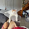 Rio a rejoint le concours — aidez-le/la à gagner de superbes lots ! cat, white_cat, orange_cat, pet, feline, indoors, living_room, couch, cushion, lounging, sitting, relaxed, staring, christmas, holiday_decorations, staircase, gingerbread_plush, blanket, home, portrait