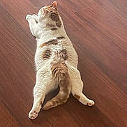 Rio participe au concours pour gagner de l'argent avec cette photo : cat, pet, animal, feline, lying_down, sprawled, relaxed, funny_pose, white_fur, brown_patches, tabby, wooden_floor, indoor, home, back_view, paws, tail, whiskers, cute, natural_light