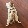 cat, pet, animal, feline, lying_down, sprawled, relaxed, funny_pose, white_fur, brown_patches, tabby, wooden_floor, indoor, home, back_view, paws, tail, whiskers, cute, natural_light