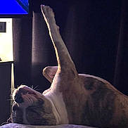 Hades is registered to the contest to win money with this photo: blanket, canine, comfort, dark, dog, fur, home, indoor, light, lying_down, muzzle, paw_up, pet, relaxed, resting, shadow, side_view, sleepy, television, whiskers