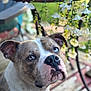 dog, close_up, portrait, blue_eye, brown_eye, outdoor, flowers, wooden_floor, garden, pet, animal, canine, fur, ears, snout, nature, sunlight, background_blur, looking_up, domestic