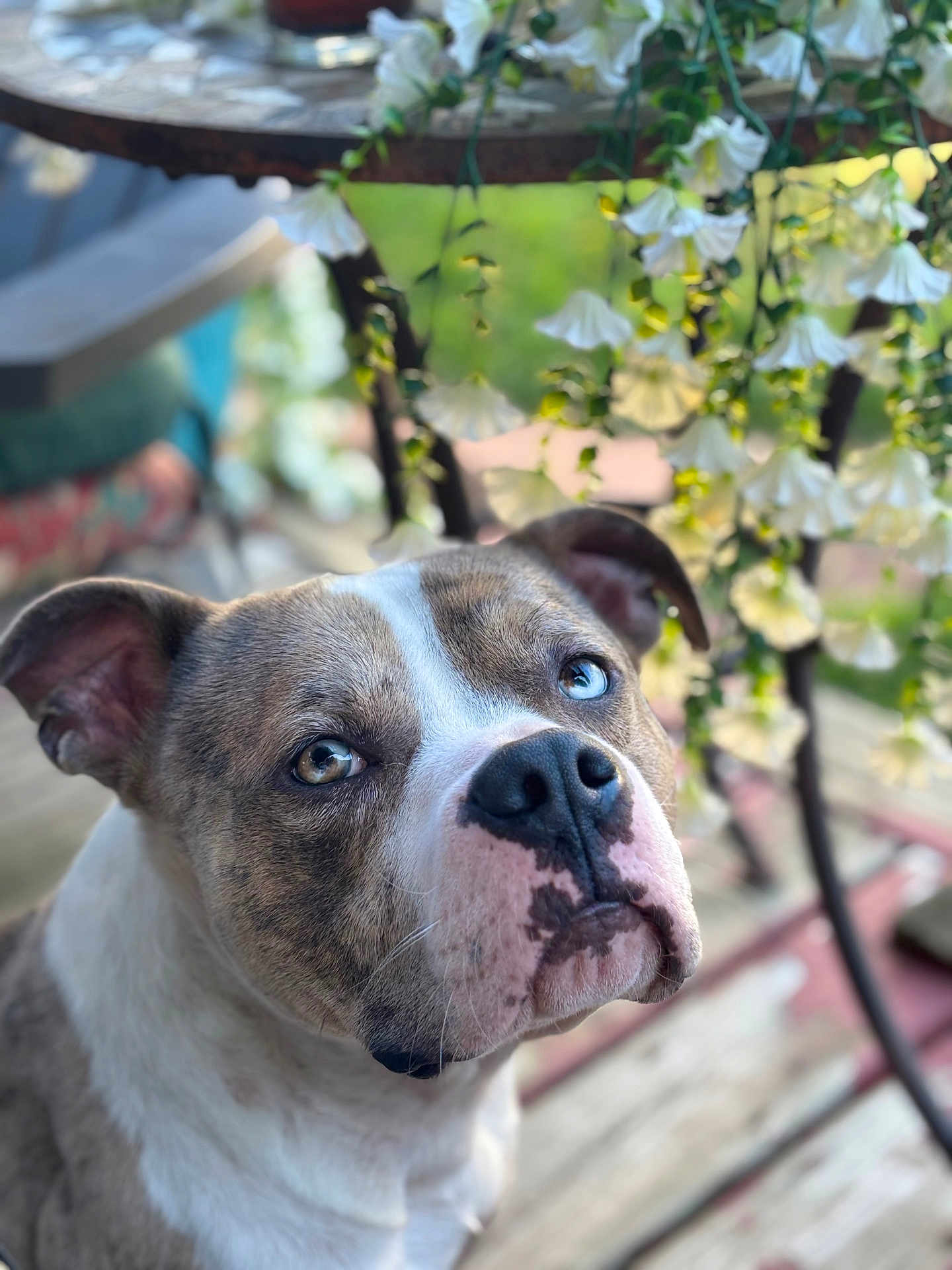 Hades is registered to the contest to win money with this photo: dog, close_up, portrait, blue_eye, brown_eye, outdoor, flowers, wooden_floor, garden, pet, animal, canine, fur, ears, snout, nature, sunlight, background_blur, looking_up, domestic