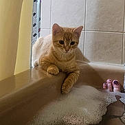 Sunny is registered to the contest to win money with this photo: animal, bathroom, bathtub, bubbles, cat, close_up, curious_cat, domestic_cat, feline, foam, ginger_cat, indoor, paw, pet, purple_nail_polish, relaxed, resting, side_view, tiles, toes