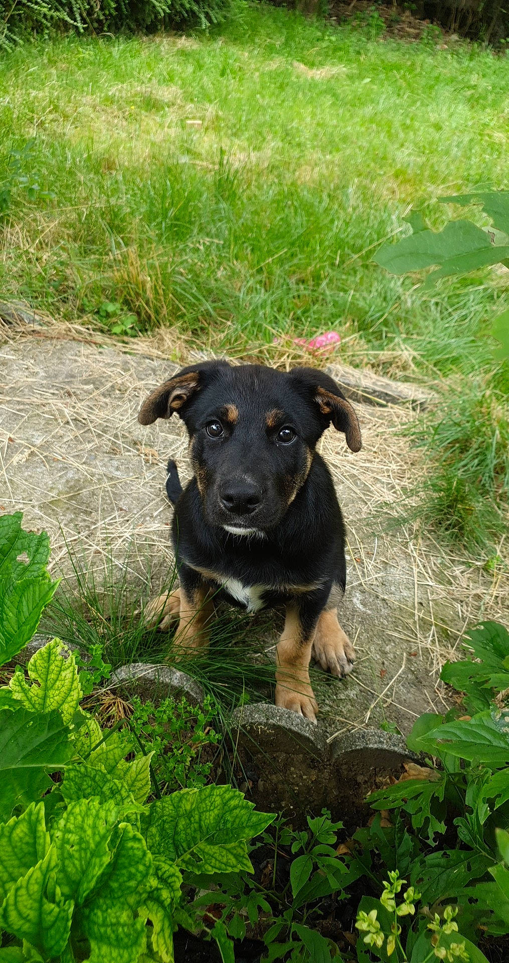 Coffee a rejoint le concours — aidez-le/la à gagner de superbes lots ! annual_plant, canidae, carnivore, companion_dog, dog, dog_breed, grass, grass_family, groundcover, herb, herbaceous_plant, hunting_dog, leaf, mammal, prairie, puppy, snout, sporting_group, tail, working_animal