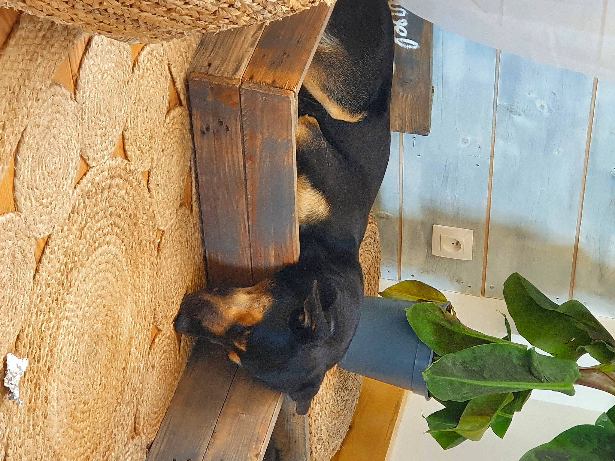 Coffee participe au concours pour gagner de l'argent avec cette photo : dog_breed, pet_supply, snout