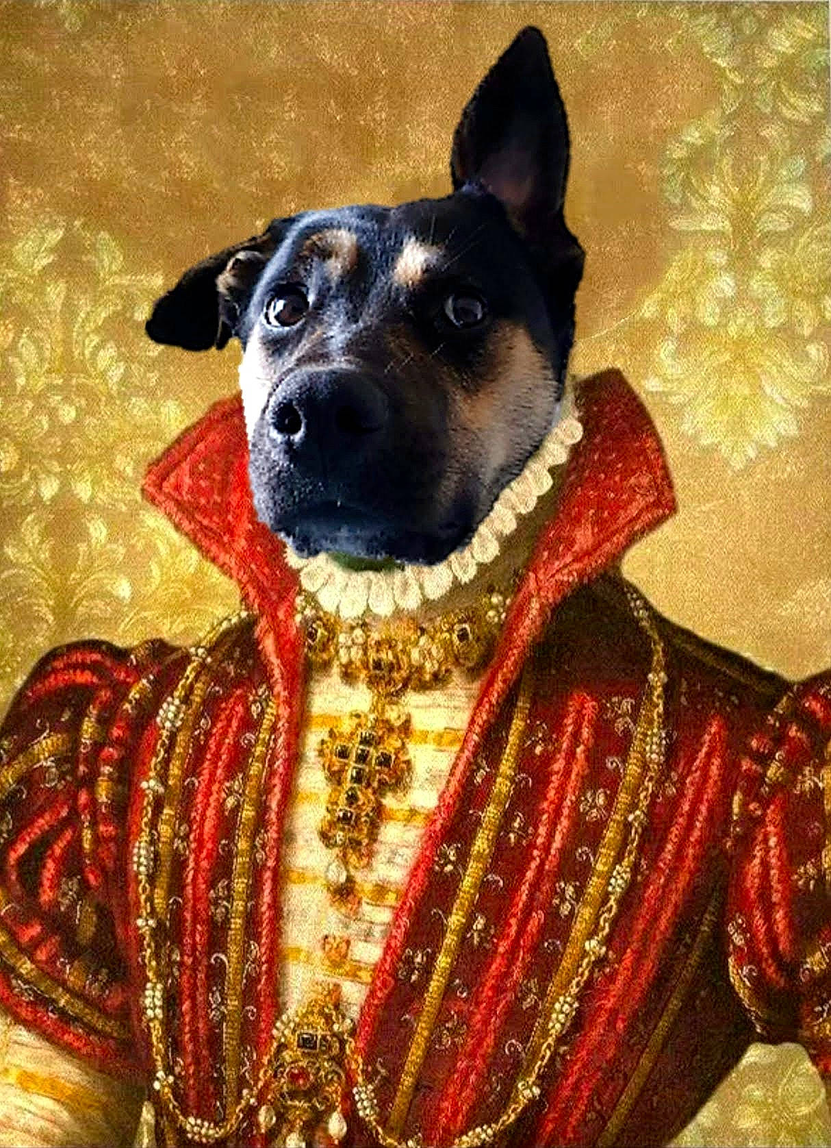 Coffee a rejoint le concours — aidez-le/la à gagner de superbes lots ! ancient_dog_breeds, canidae, carnivore, companion_dog, dog, dog_breed, guard_dog, snout, sporting_group, vertebrate, wallpaper, whiskers, working_animal, working_dog