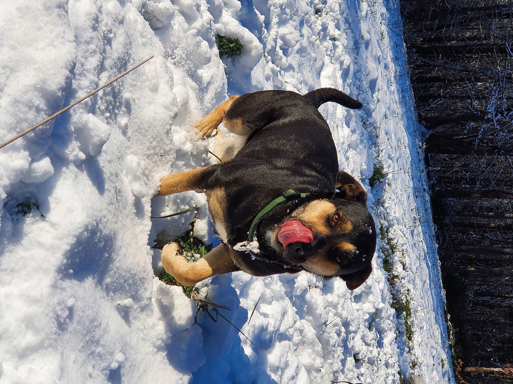 Coffee participe au concours pour gagner de l'argent avec cette photo : canidae, carnivore, collar, companion_dog, dog, dog_breed, dog_collar, dog_supply, freezing, guard_dog, hunting_dog, pet_supply, precipitation, snout, snow, sporting_group, winter, working_animal, working_dog