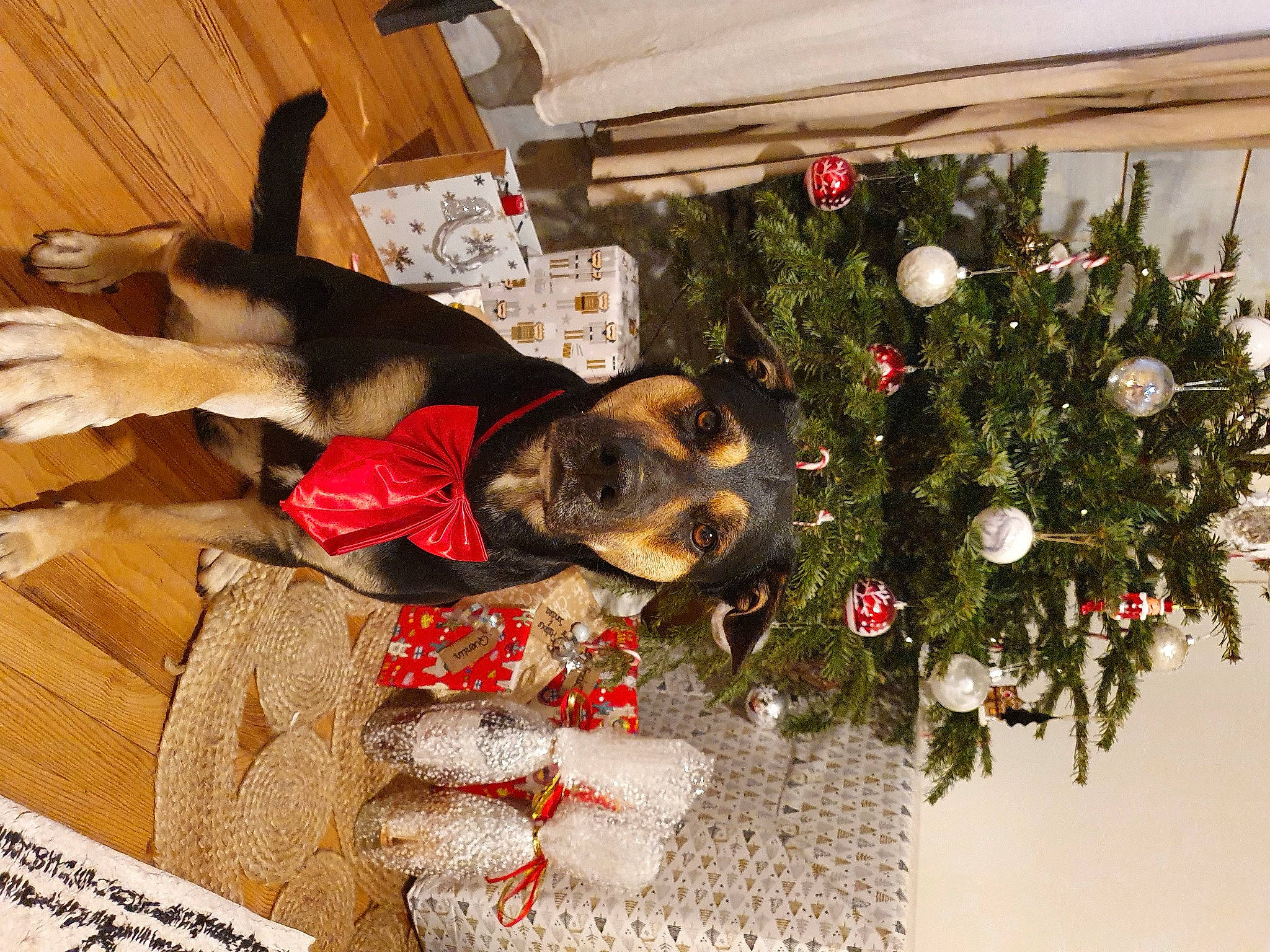 Coffee a rejoint le concours — aidez-le/la à gagner de superbes lots ! beige, canidae, carnivore, christmas, christmas_decoration, christmas_eve, christmas_ornament, christmas_tree, companion_dog, dog, dog_breed, dog_supply, fawn, fur, holiday, holiday_ornament, home, interior_design, sporting_group, working_animal