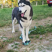 Maya participe au concours pour gagner de l'argent avec cette photo : dog, siberian_husky, animal, pet, outdoor, grass, toy, rope_toy, tongue_out, playful, fur, black_and_white, blue_eyes, standing, nature, daylight, ears_up, canine, friendly, happy