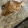 cat, orange_tabby, sleeping, sink, countertop, marble, tile_floor, nap, indoor, pet, feline, resting, fur, whiskers, ears, domestic, cozy, household, quiet, relaxation
