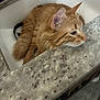 Bella is registered to the contest to win money with this photo: cat, orange_tabby, sink, kitchen, countertop, pet, feline, indoor, resting, fur, whiskers, ears, curious, relaxed, domestic_animal, closeup, animal, home, cozy, comfortable