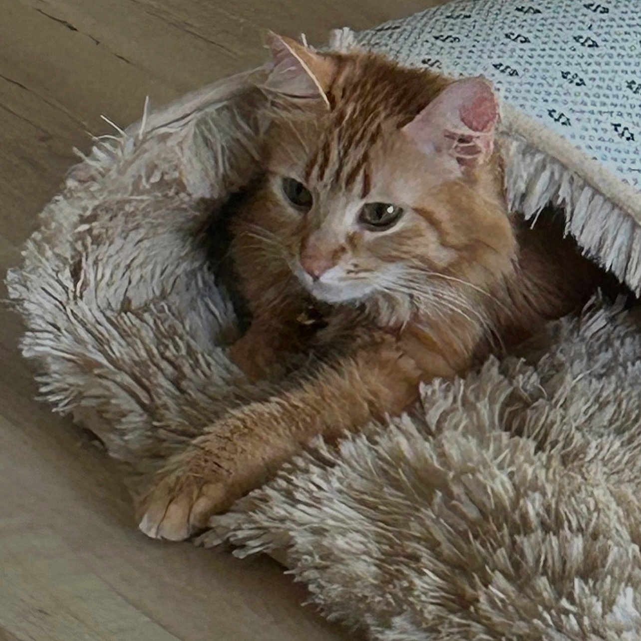 Bella joined the competition — help win amazing prizes! animal, blanket, cat, comfort, cozy, cute, domestic_animal, feline, fluffy, fringe, fur, indoor, orange_tabby, paw, pet_bed, relaxed, resting, sleepy, whiskers, wooden_floor