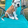 Boston a rejoint le concours — aidez-le/la à gagner de superbes lots ! puppy, dog, brown_and_white, sitting, outdoor, lounge_chair, turquoise, grass, fence, garden, pet, cute, young_dog, canine, summer, daylight, backyard, relaxing, animal, nature